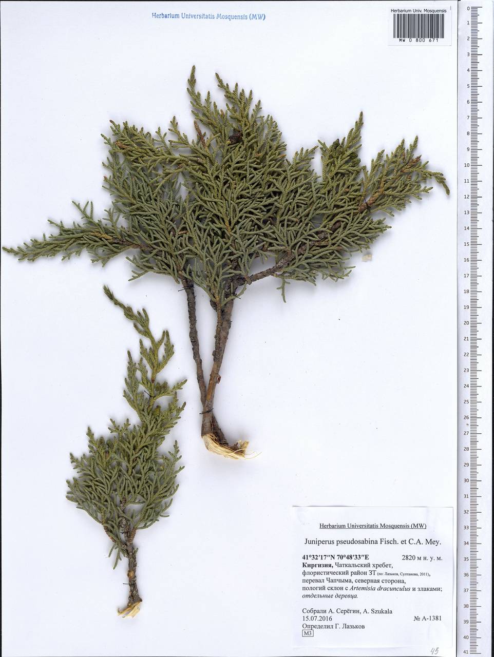 Juniperus pseudosabina Fisch. & C.A. Mey., Middle Asia, Western Tian Shan & Karatau (M3) (Kyrgyzstan)