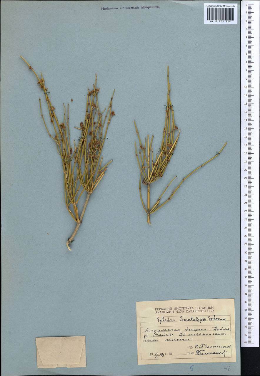 Ephedra lomatolepis Schrenk, Middle Asia, Dzungarian Alatau & Tarbagatai (M5) (Kazakhstan)