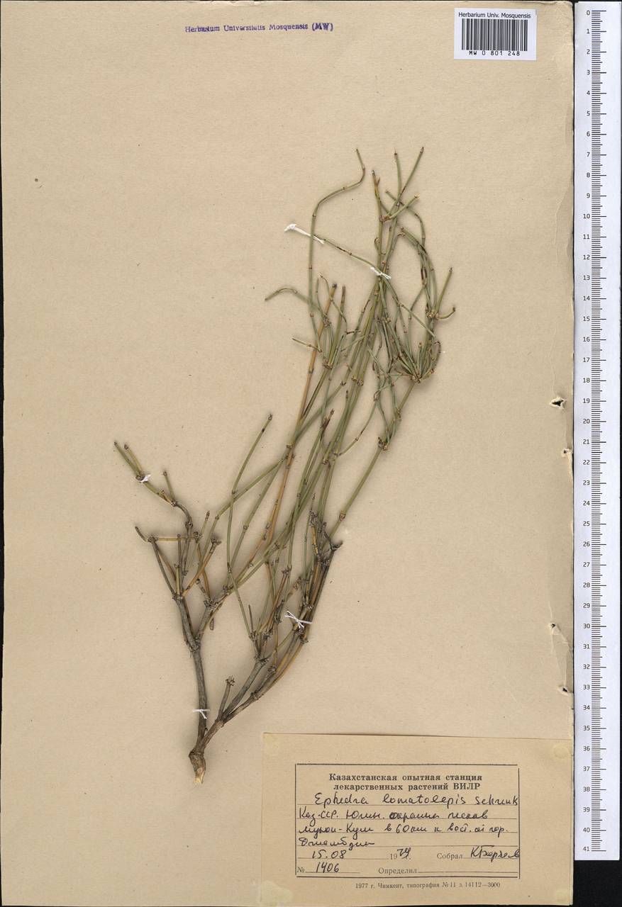 Ephedra lomatolepis Schrenk, Middle Asia, Muyunkumy, Balkhash & Betpak-Dala (M9) (Kazakhstan)