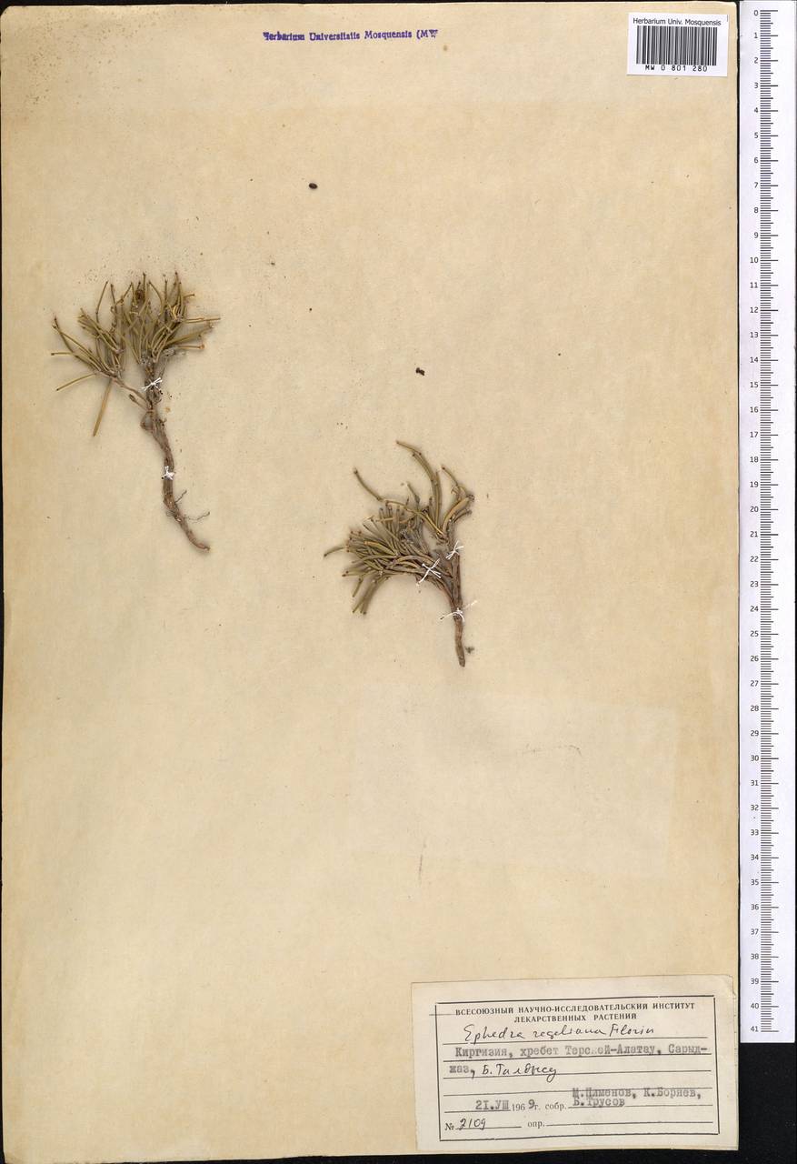 Ephedra regeliana Florin, Middle Asia, Northern & Central Tian Shan (M4) (Kyrgyzstan)
