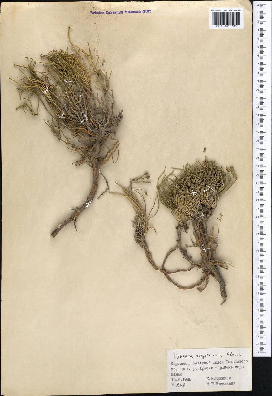 Ephedra regeliana Florin, Middle Asia, Western Tian Shan & Karatau (M3) (Kyrgyzstan)