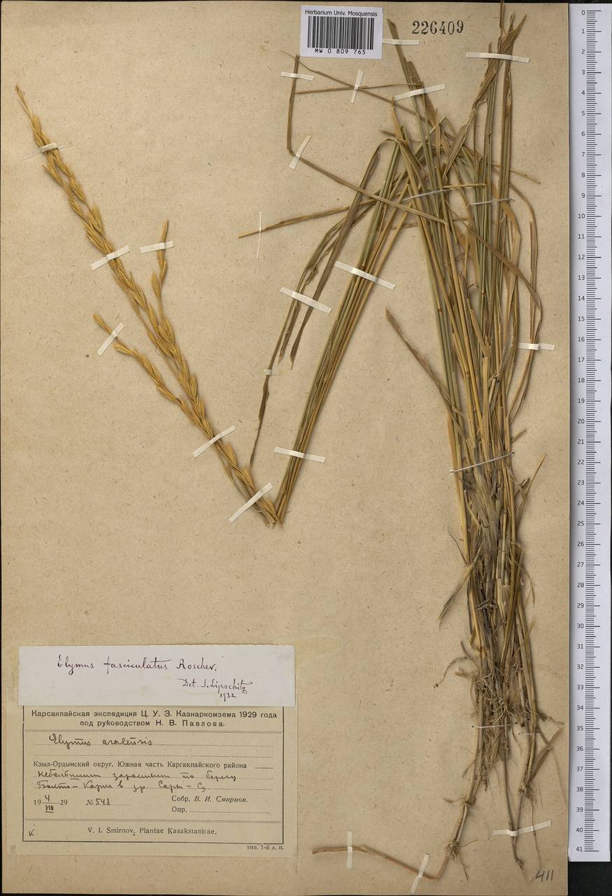 Leymus divaricatus (Drobow) Tzvelev, Middle Asia, Muyunkumy, Balkhash & Betpak-Dala (M9) (Kazakhstan)
