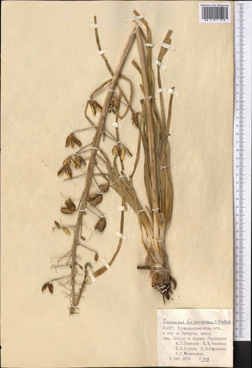 Eremurus luteus Baker, Middle Asia, Pamir & Pamiro-Alai (M2) (Uzbekistan)