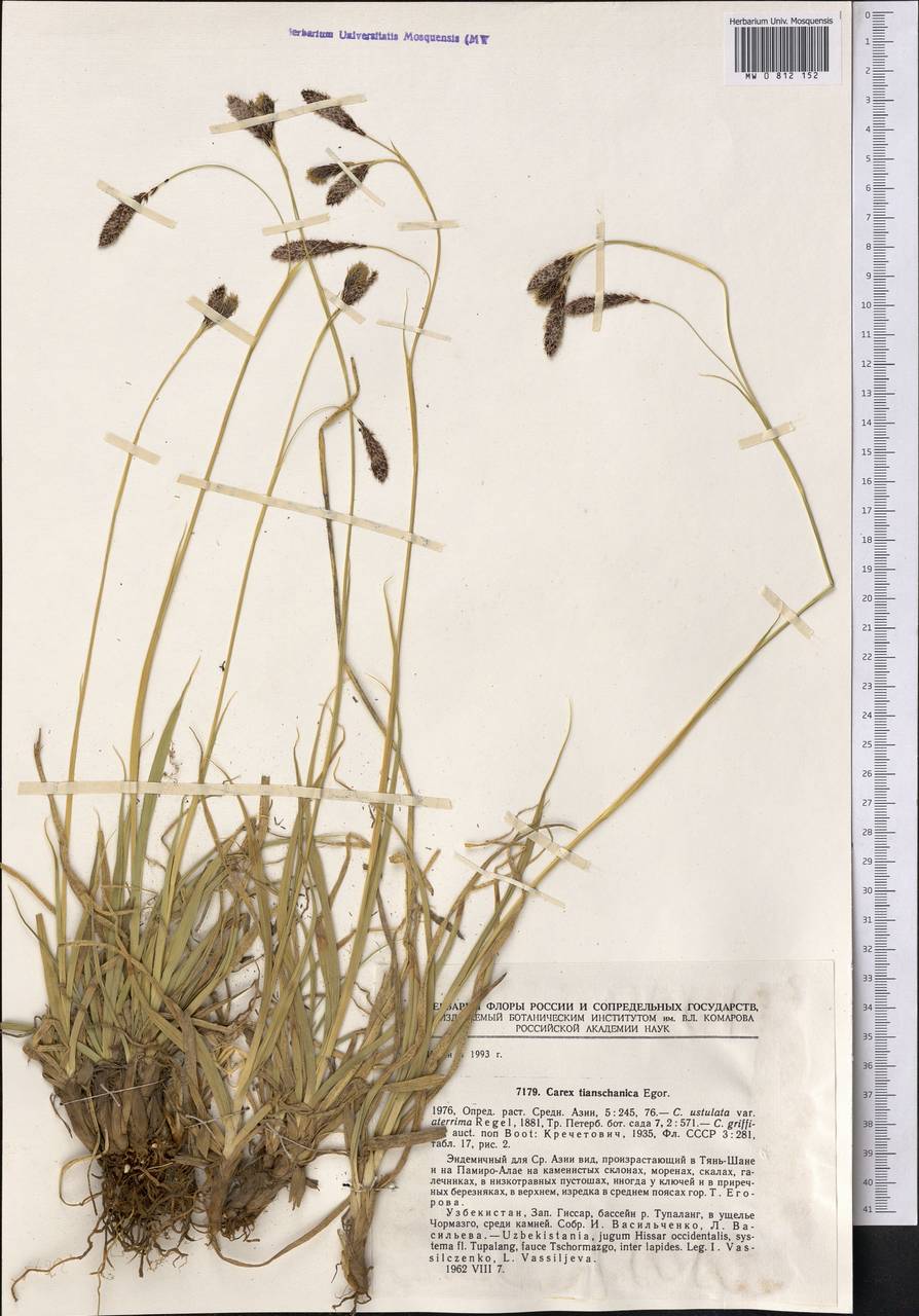 Carex tianschanica T.V.Egorova, Middle Asia, Pamir & Pamiro-Alai (M2) (Uzbekistan)