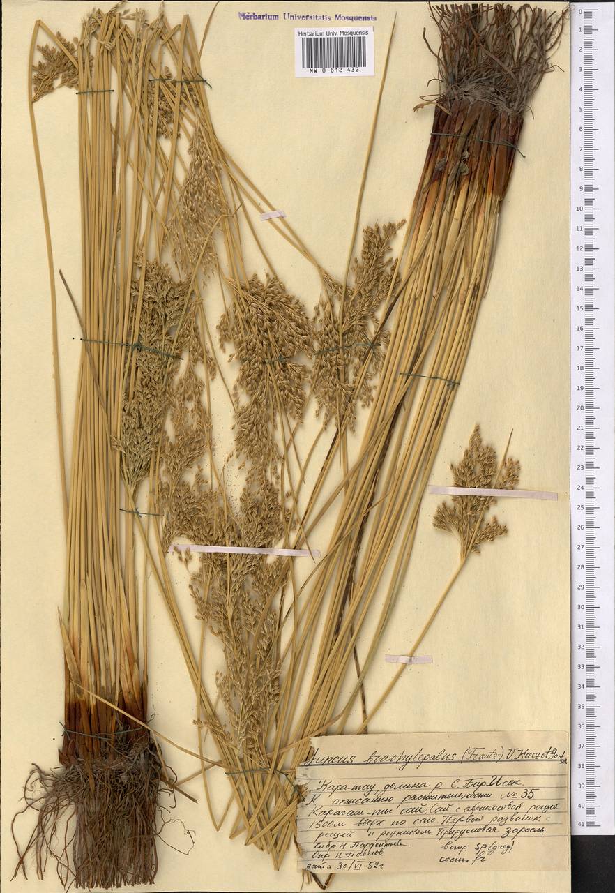 Juncus inflexus subsp. brachytepalus (V. I. Krecz. & Gontsch.) Novikov, Middle Asia, Western Tian Shan & Karatau (M3) (Kazakhstan)