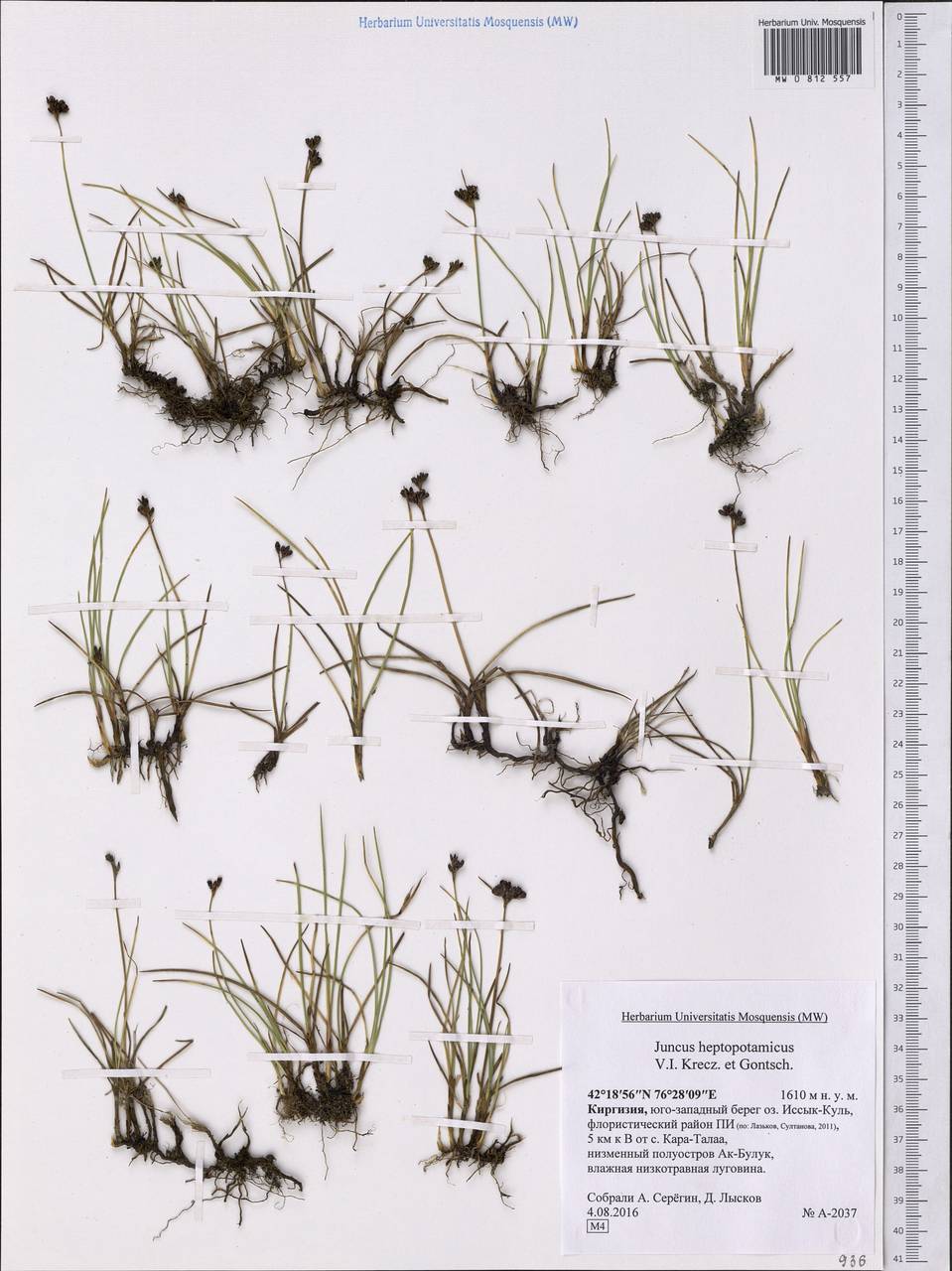 Juncus heptopotamicus V.I.Krecz. & Gontsch., Middle Asia, Northern & Central Tian Shan (M4) (Kyrgyzstan)