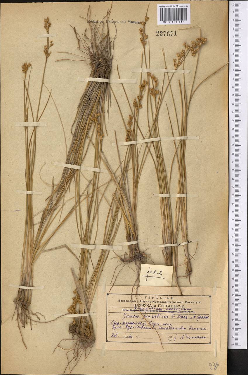 Juncus jaxarticus V. I. Krecz. & Gontsch., Middle Asia, Western Tian Shan & Karatau (M3) (Kazakhstan)