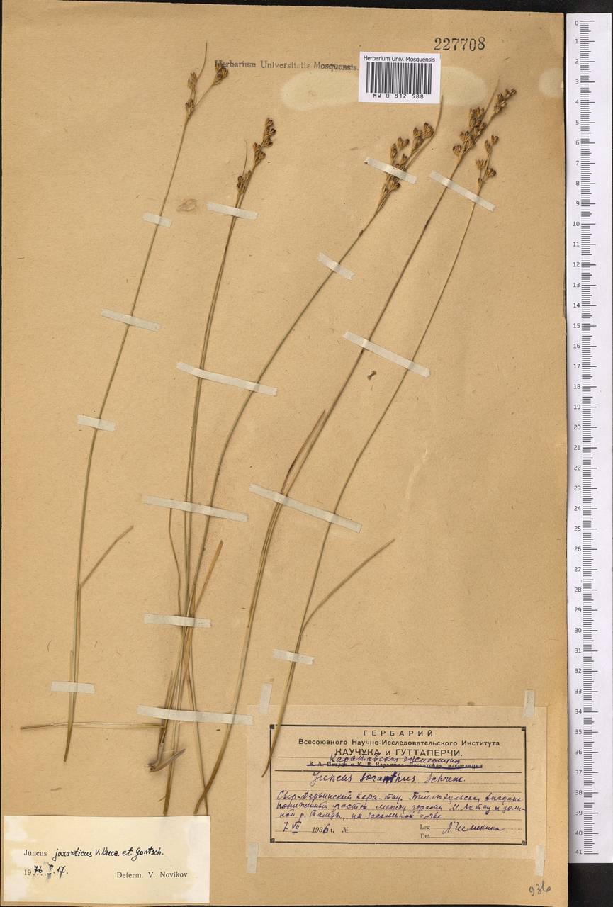 Juncus jaxarticus V. I. Krecz. & Gontsch., Middle Asia, Western Tian Shan & Karatau (M3) (Kazakhstan)