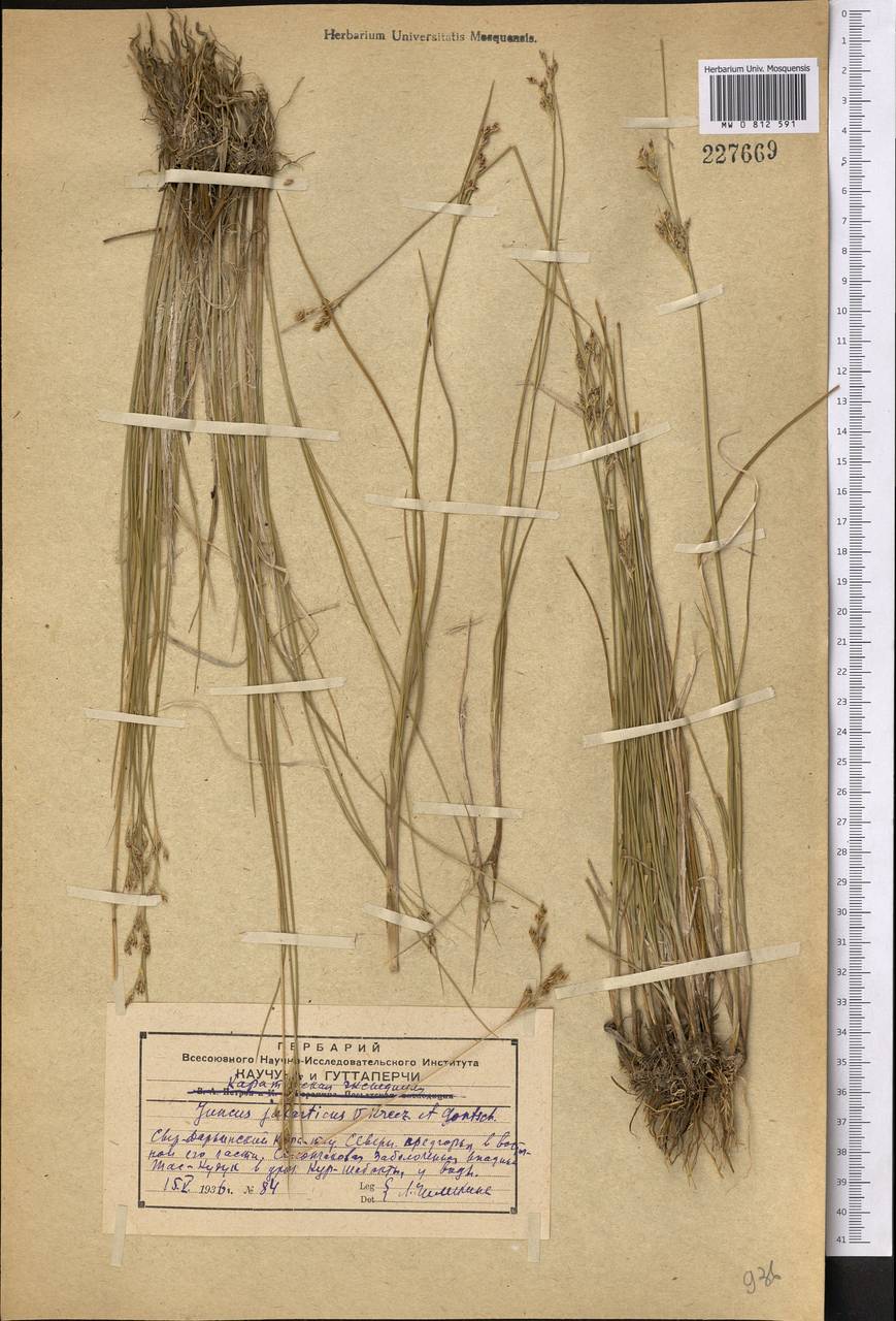 Juncus jaxarticus V. I. Krecz. & Gontsch., Middle Asia, Western Tian Shan & Karatau (M3) (Kazakhstan)