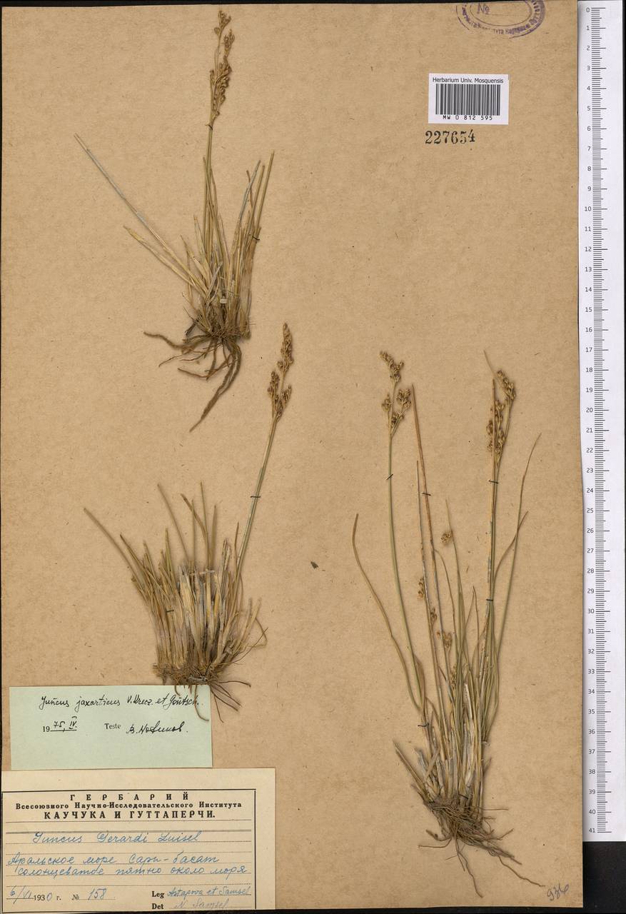 Juncus jaxarticus V. I. Krecz. & Gontsch., Middle Asia, Syr-Darian deserts & Kyzylkum (M7) (Kazakhstan)