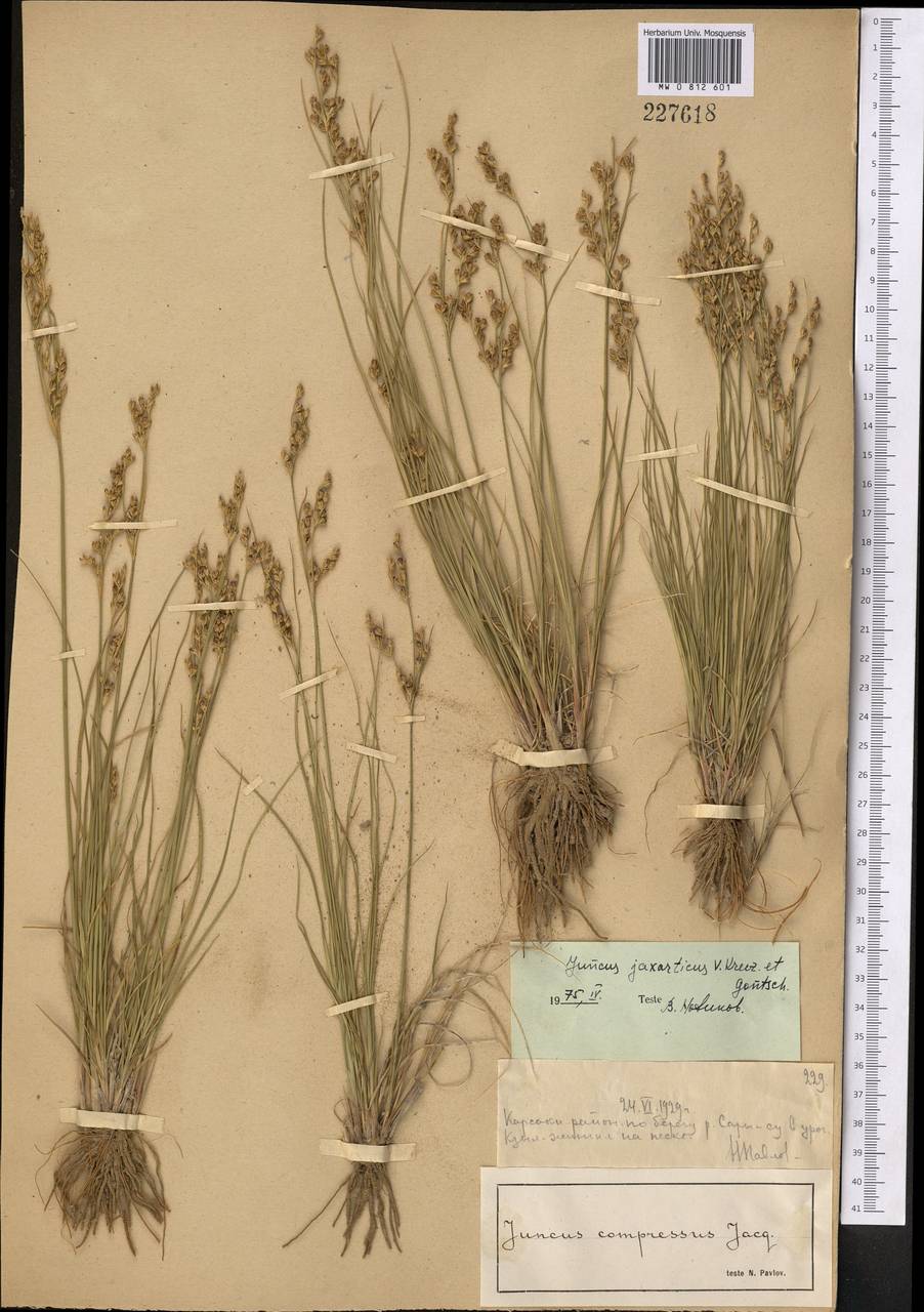 Juncus jaxarticus V. I. Krecz. & Gontsch., Middle Asia, Muyunkumy, Balkhash & Betpak-Dala (M9) (Kazakhstan)