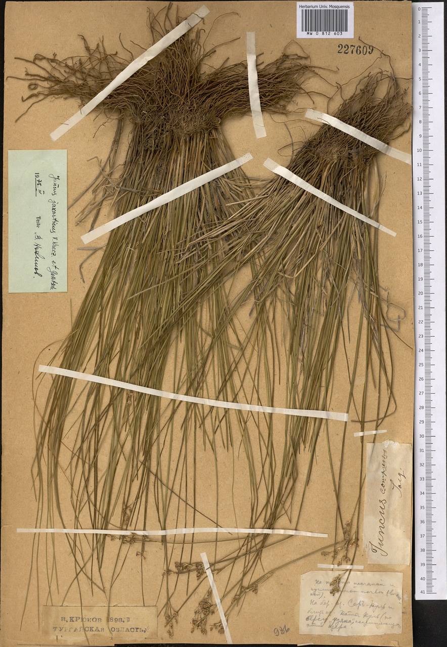 Juncus jaxarticus V. I. Krecz. & Gontsch., Middle Asia, Northern & Central Kazakhstan (M10) (Kazakhstan)