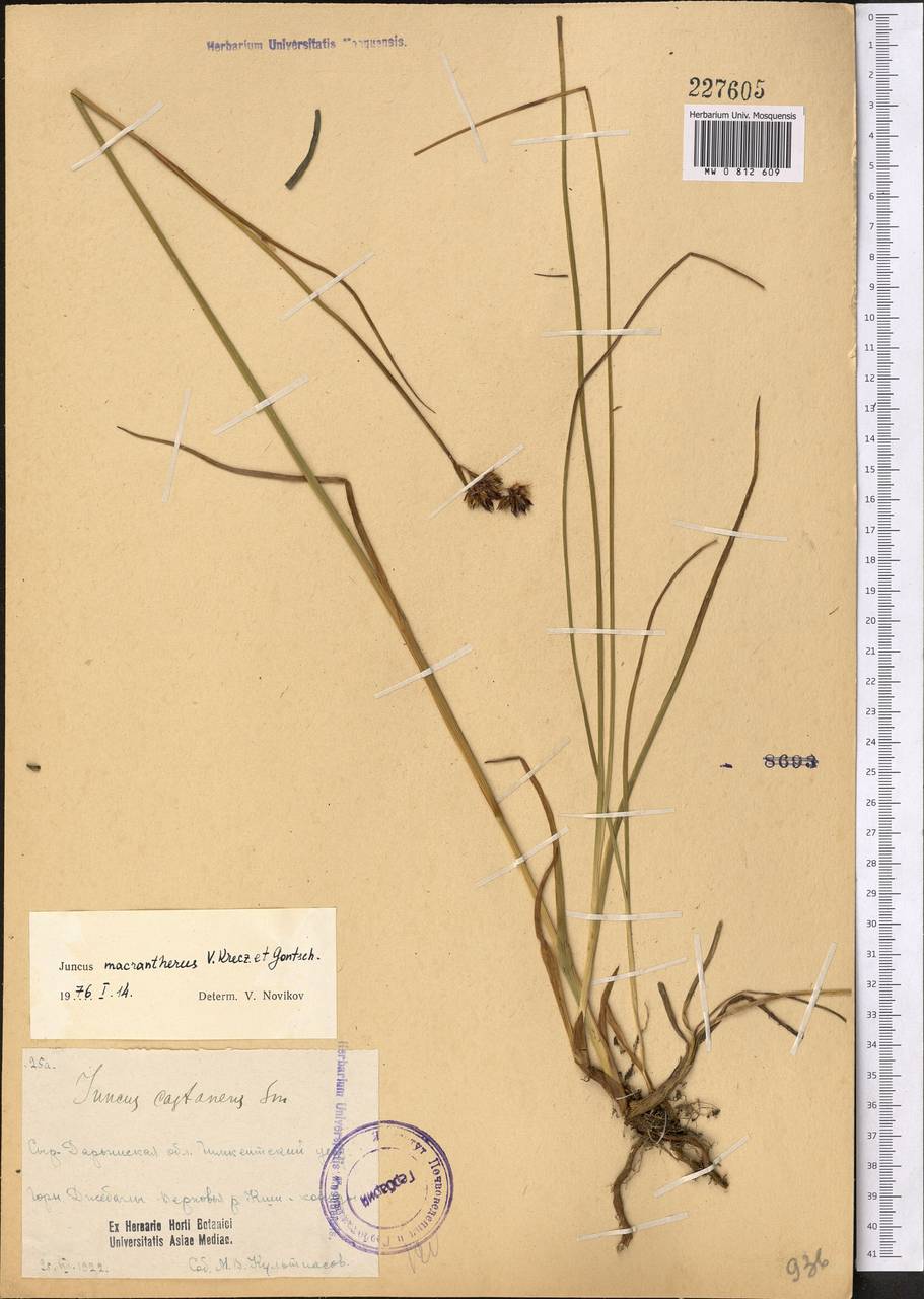 Juncus macrantherus V. I. Krecz. & Gontsch., Middle Asia, Western Tian Shan & Karatau (M3) (Kazakhstan)