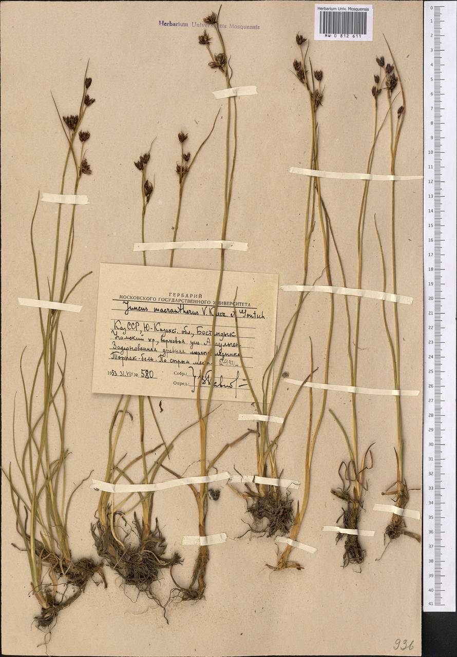 Juncus macrantherus V. I. Krecz. & Gontsch., Middle Asia, Western Tian Shan & Karatau (M3) (Uzbekistan)