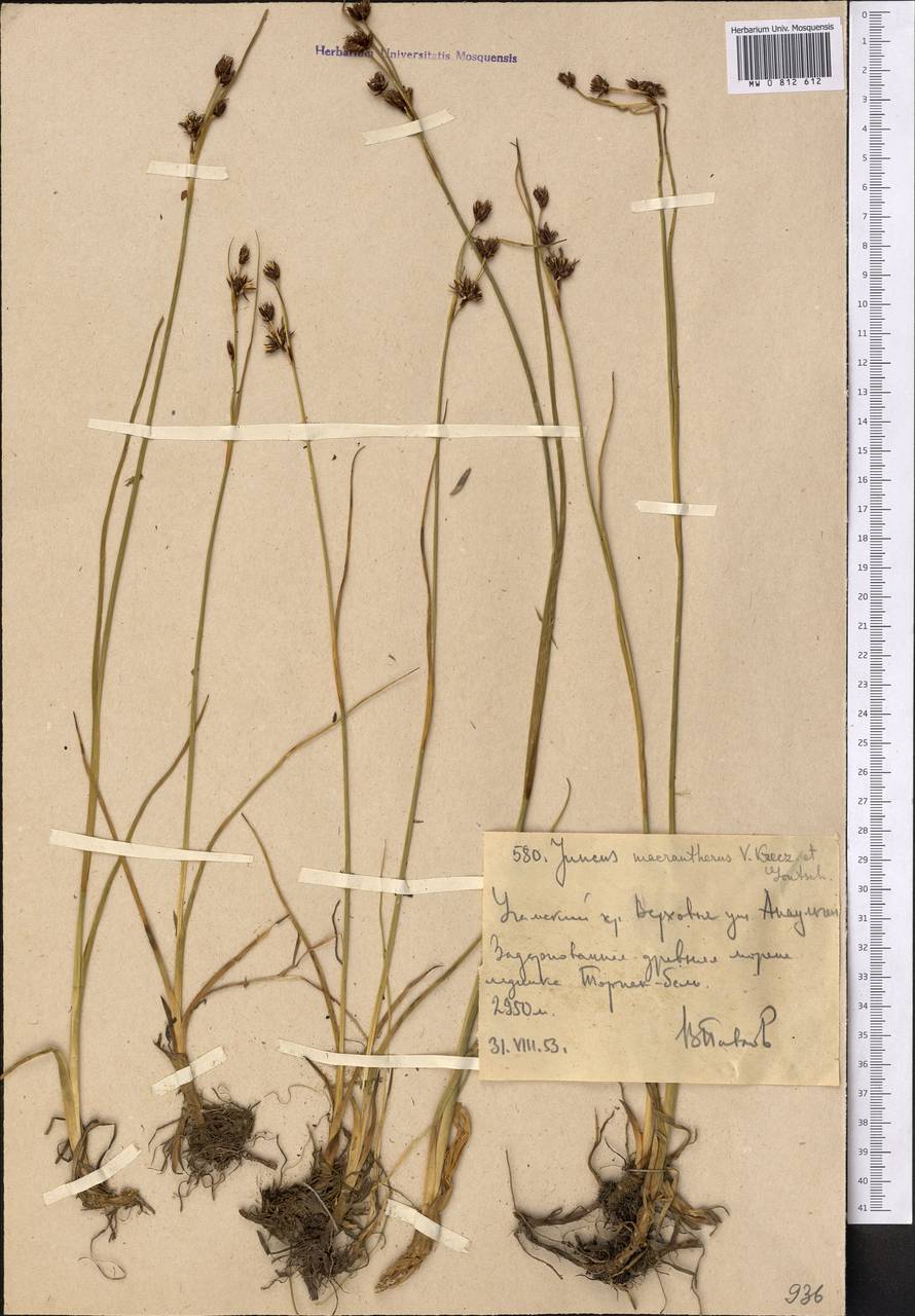 Juncus macrantherus V. I. Krecz. & Gontsch., Middle Asia, Western Tian Shan & Karatau (M3) (Uzbekistan)