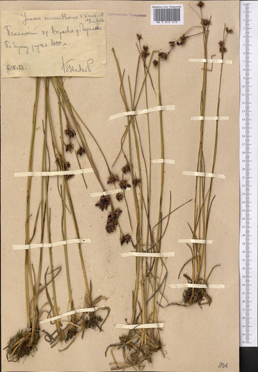 Juncus macrantherus V. I. Krecz. & Gontsch., Middle Asia, Western Tian Shan & Karatau (M3) (Uzbekistan)