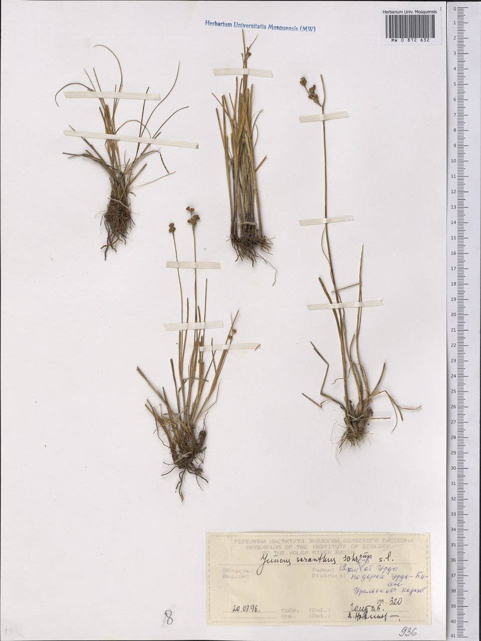 Juncus soranthus Schrenk, Middle Asia, Caspian Ustyurt & Northern Aralia (M8) (Kazakhstan)
