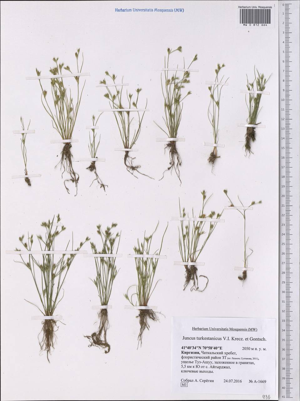 Juncus turkestanicus Krecz. & Gontsch., Middle Asia, Western Tian Shan & Karatau (M3) (Kyrgyzstan)
