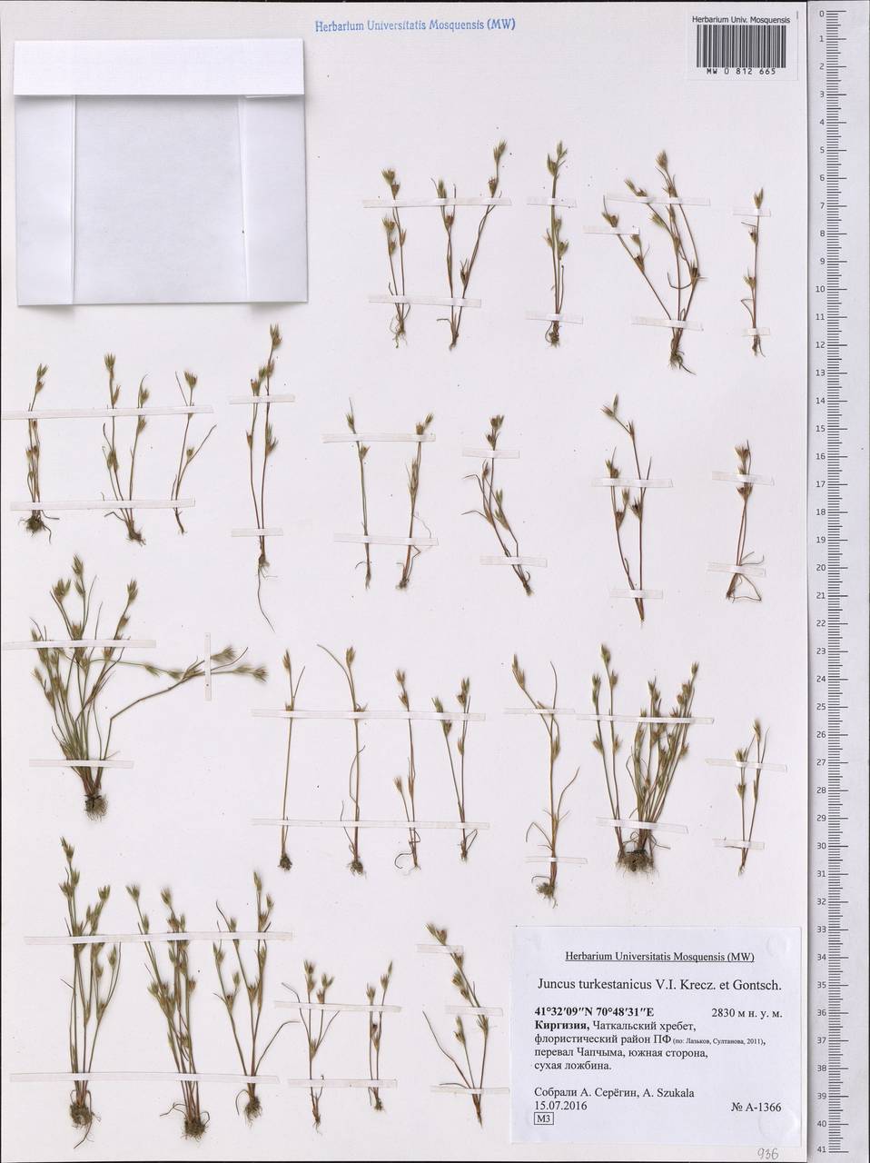 Juncus turkestanicus Krecz. & Gontsch., Middle Asia, Western Tian Shan & Karatau (M3) (Kyrgyzstan)