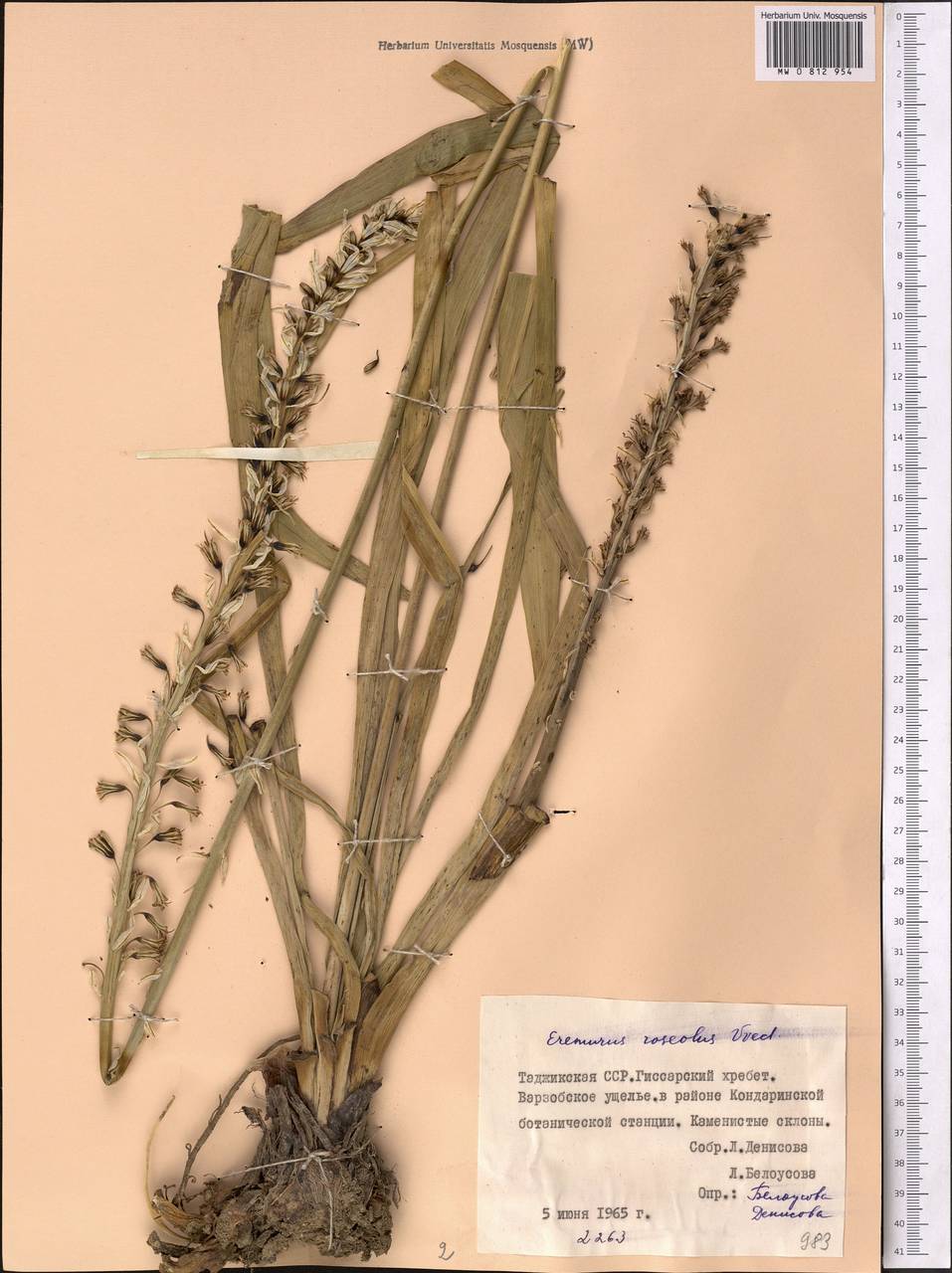 Eremurus roseolus Vved., Middle Asia, Pamir & Pamiro-Alai (M2) (Tajikistan)