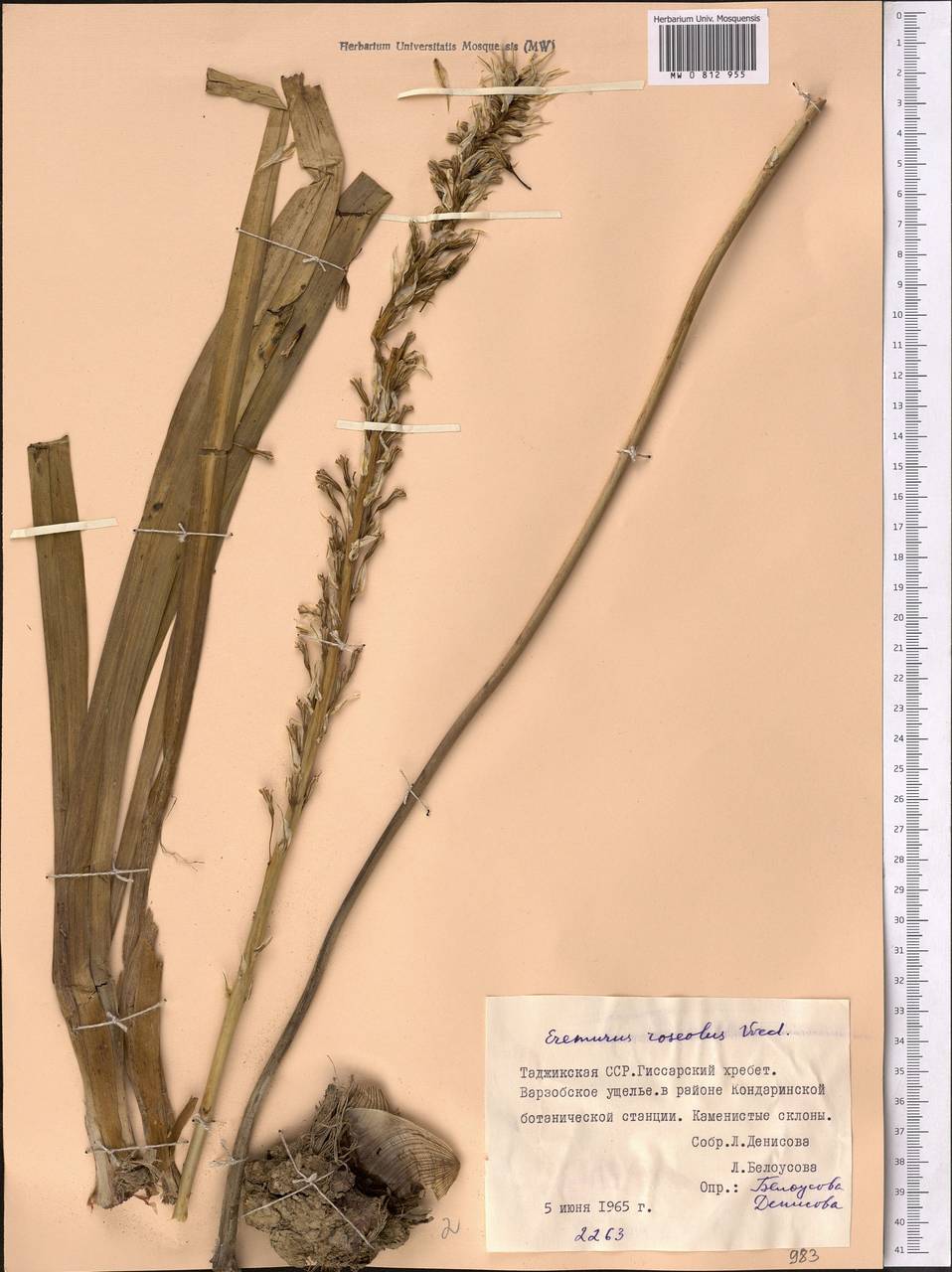 Eremurus roseolus Vved., Middle Asia, Pamir & Pamiro-Alai (M2) (Tajikistan)