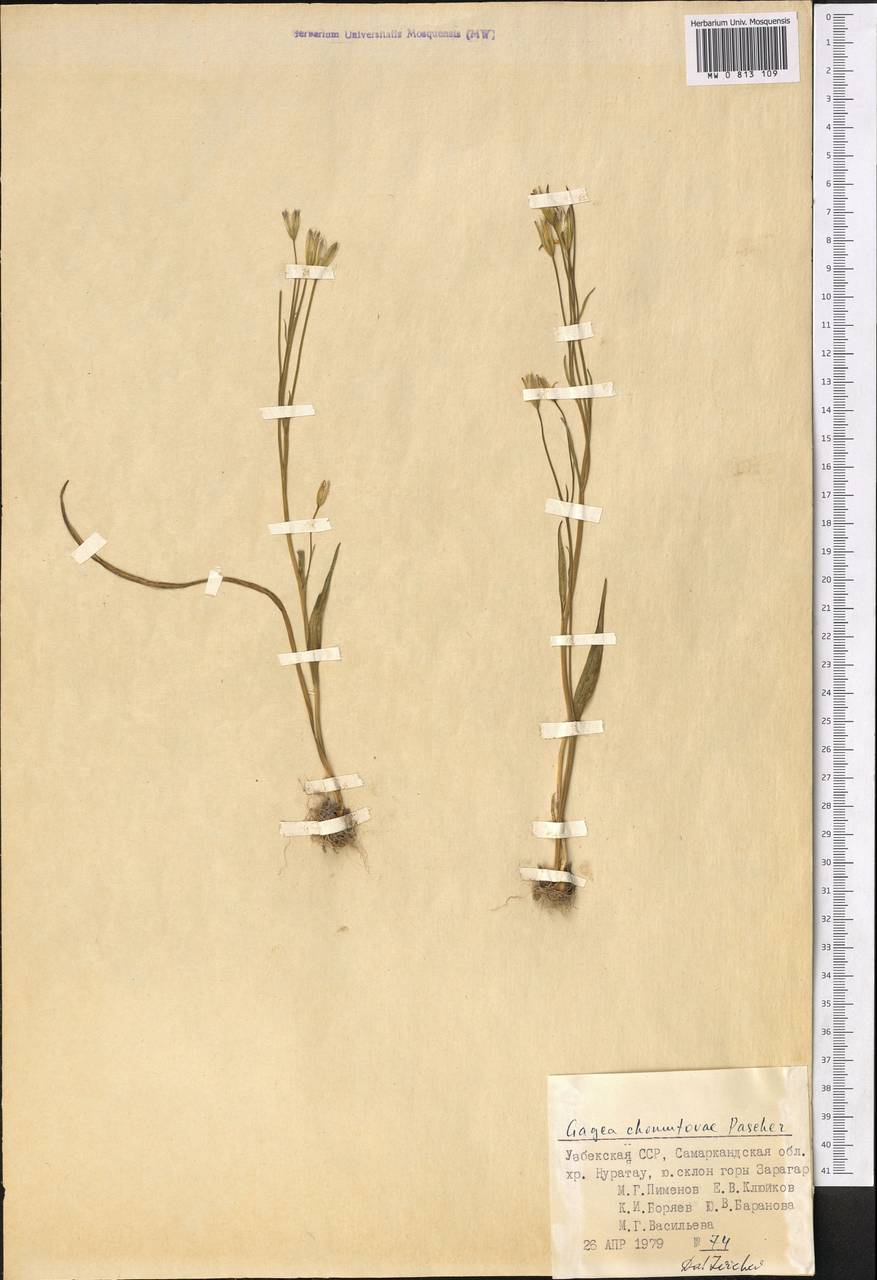 Gagea chomutovae (Pascher) Pascher, Middle Asia, Pamir & Pamiro-Alai (M2) (Uzbekistan)