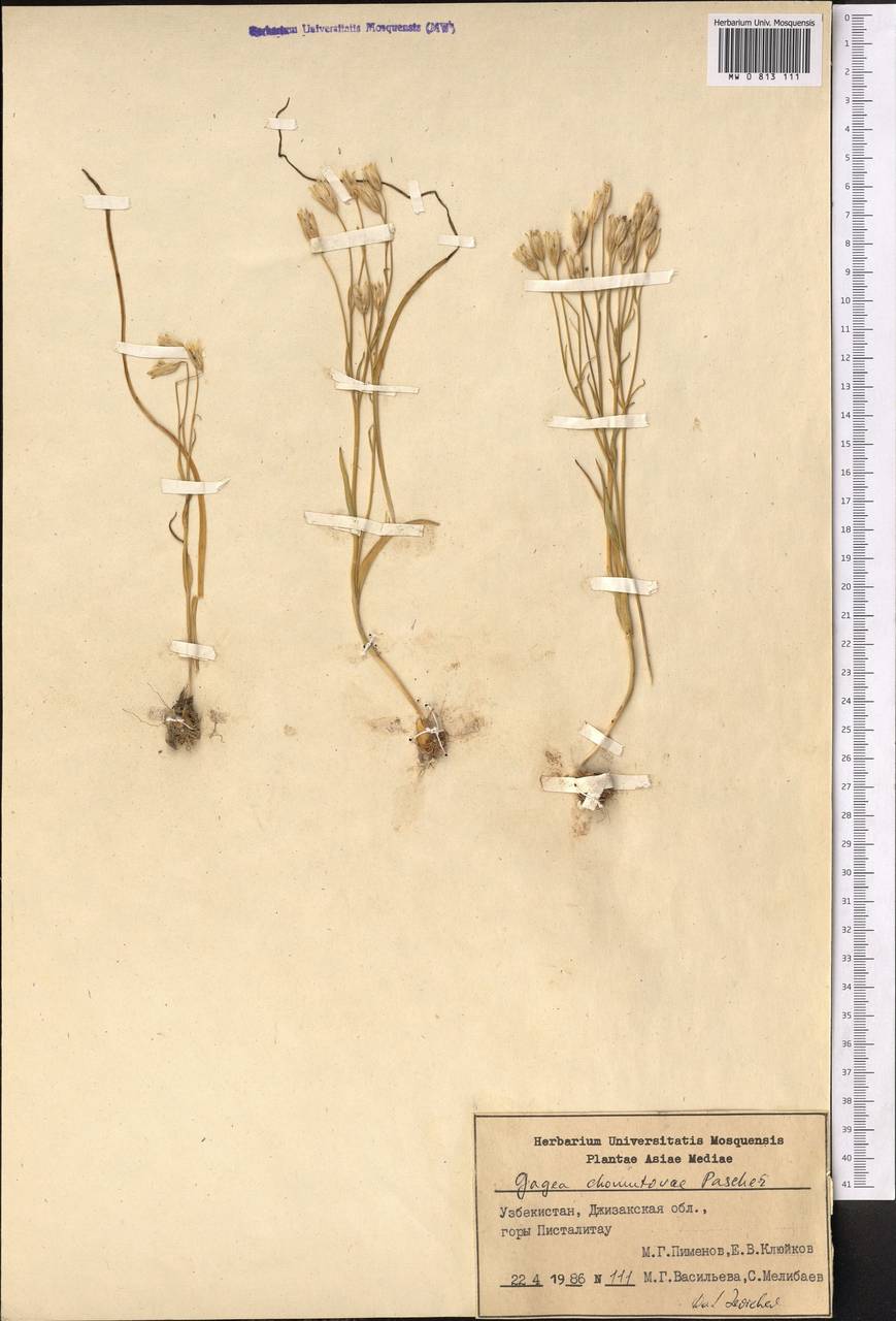 Gagea chomutovae (Pascher) Pascher, Middle Asia, Pamir & Pamiro-Alai (M2) (Uzbekistan)