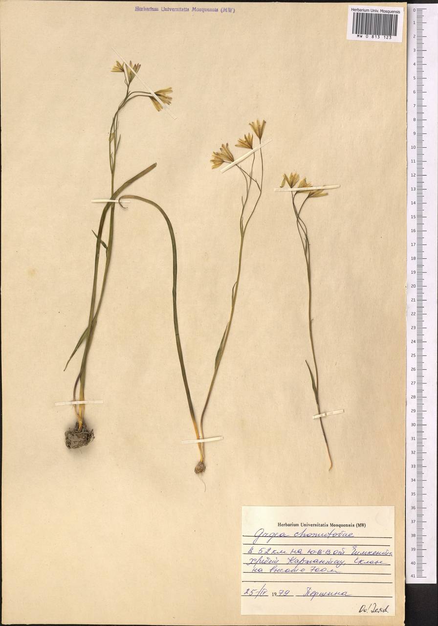 Gagea chomutovae (Pascher) Pascher, Middle Asia, Western Tian Shan & Karatau (M3) (Kazakhstan)