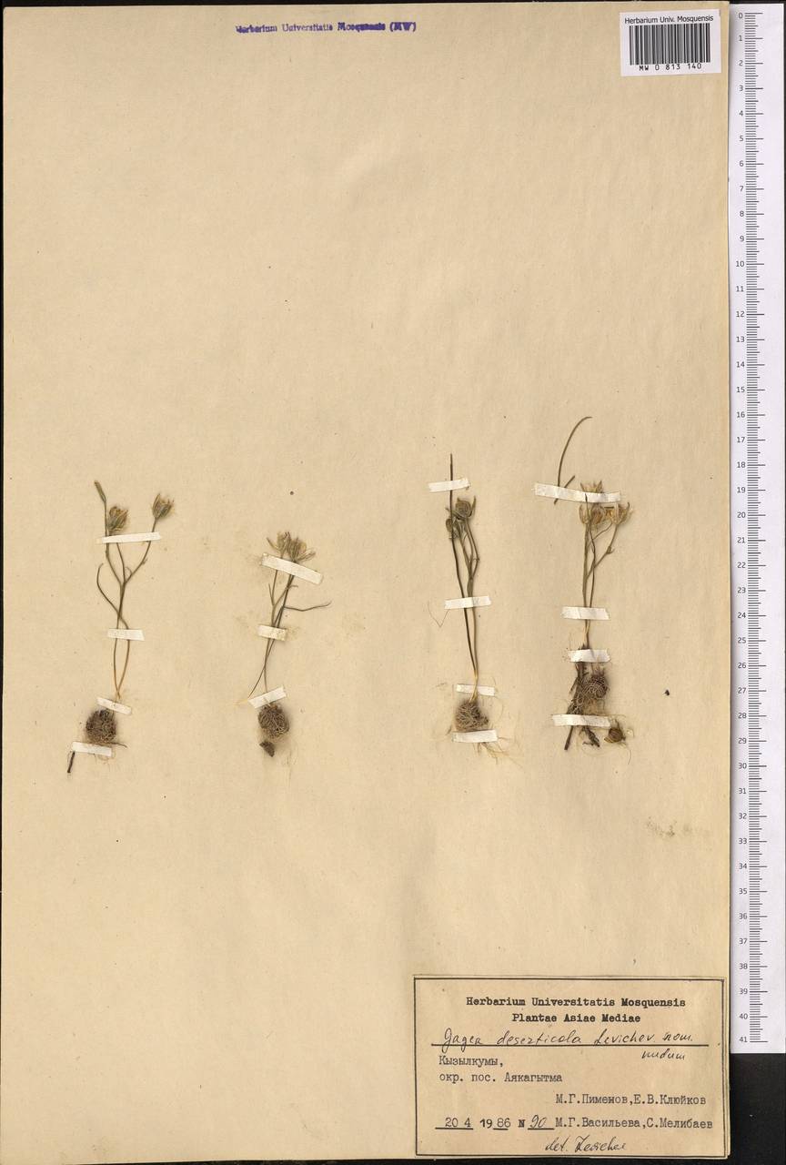 Gagea deserticola Levichev, Middle Asia, Syr-Darian deserts & Kyzylkum (M7) (Uzbekistan)