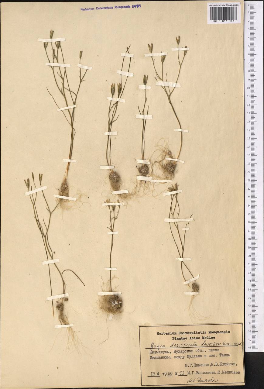 Gagea deserticola Levichev, Middle Asia, Syr-Darian deserts & Kyzylkum (M7) (Uzbekistan)