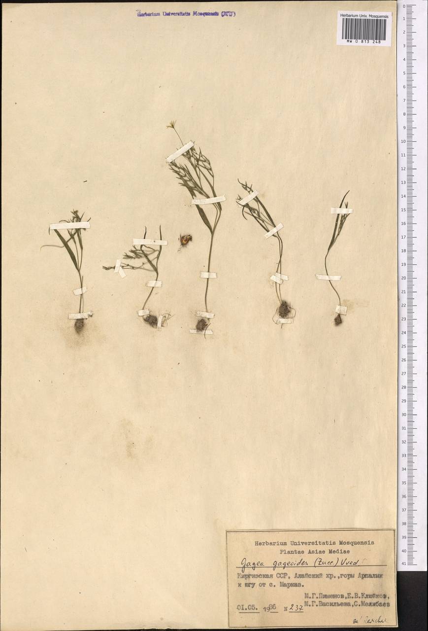 Gagea gageoides (Zucc.) Vved., Middle Asia, Pamir & Pamiro-Alai (M2) (Kyrgyzstan)