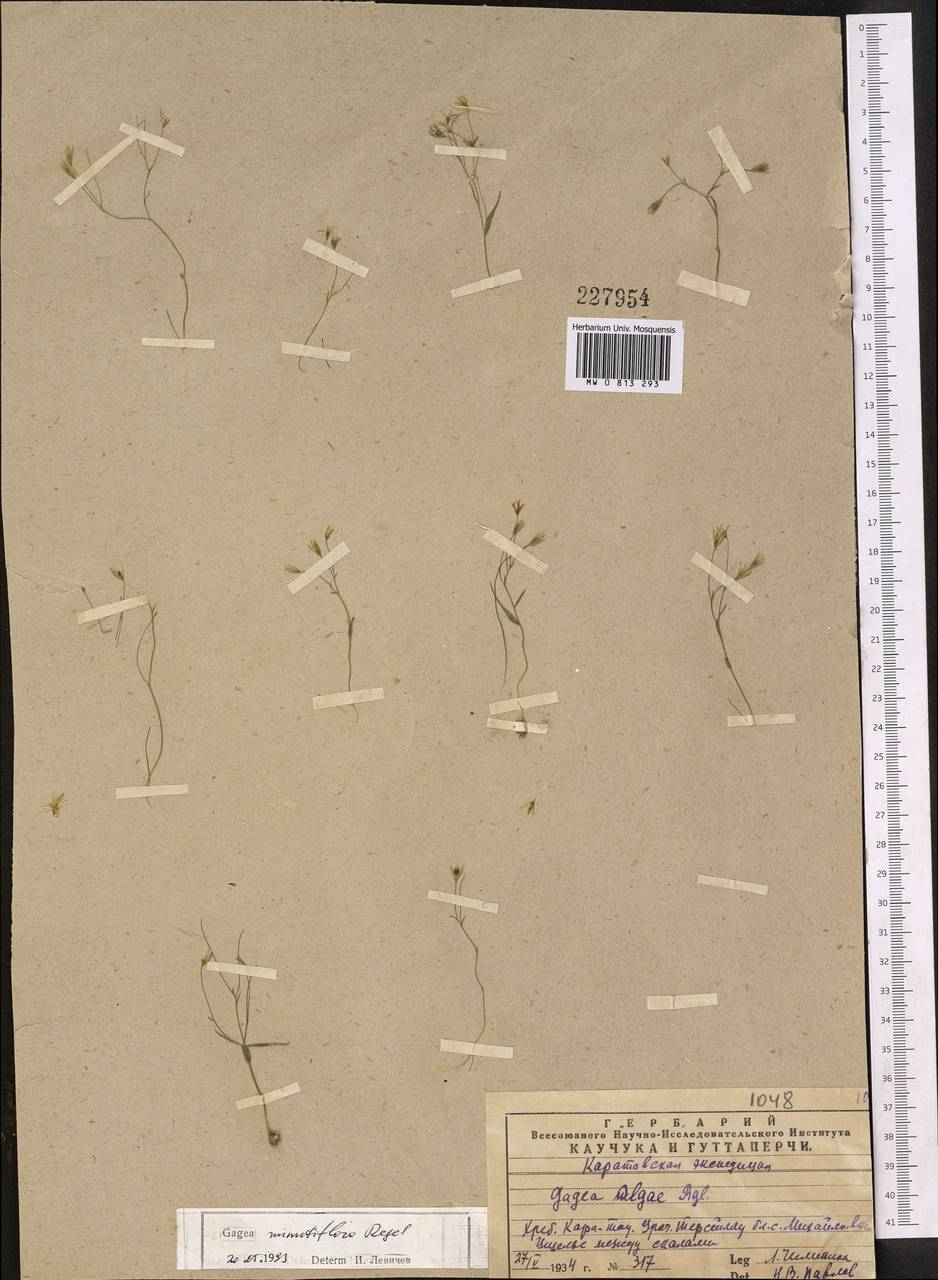 Gagea minutiflora Regel, Middle Asia, Western Tian Shan & Karatau (M3) (Kazakhstan)
