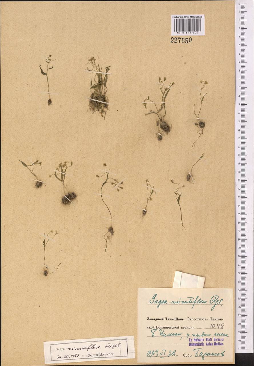 Gagea minutiflora Regel, Middle Asia, Western Tian Shan & Karatau (M3) (Uzbekistan)