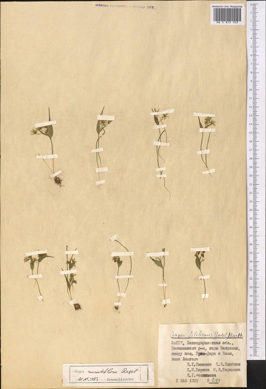 Gagea minutiflora Regel, Middle Asia, Pamir & Pamiro-Alai (M2) (Uzbekistan)