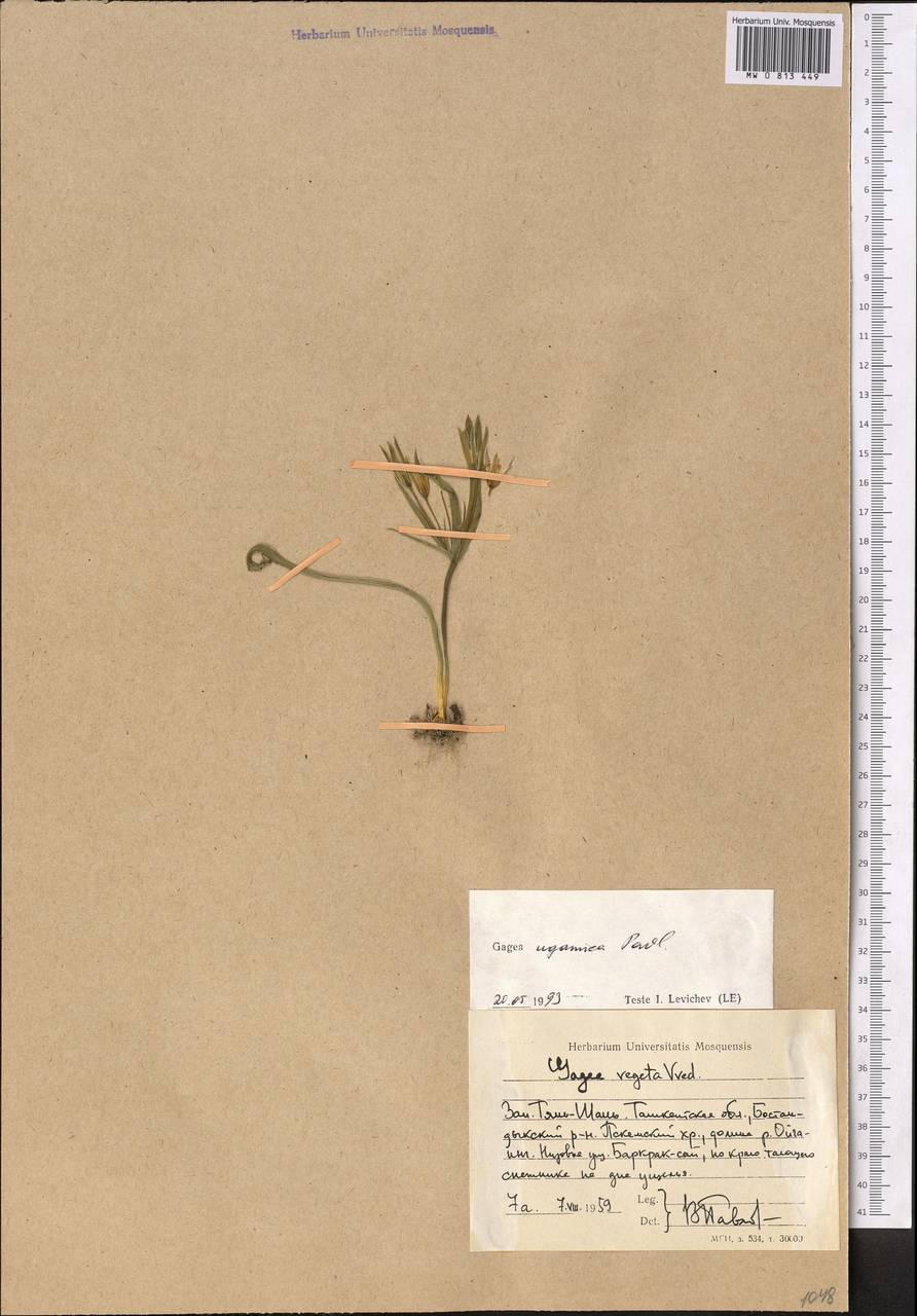 Gagea ugamica Pavlov, Middle Asia, Western Tian Shan & Karatau (M3) (Uzbekistan)