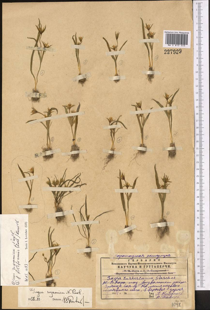 Gagea ugamica Pavlov, Middle Asia, Western Tian Shan & Karatau (M3) (Kazakhstan)