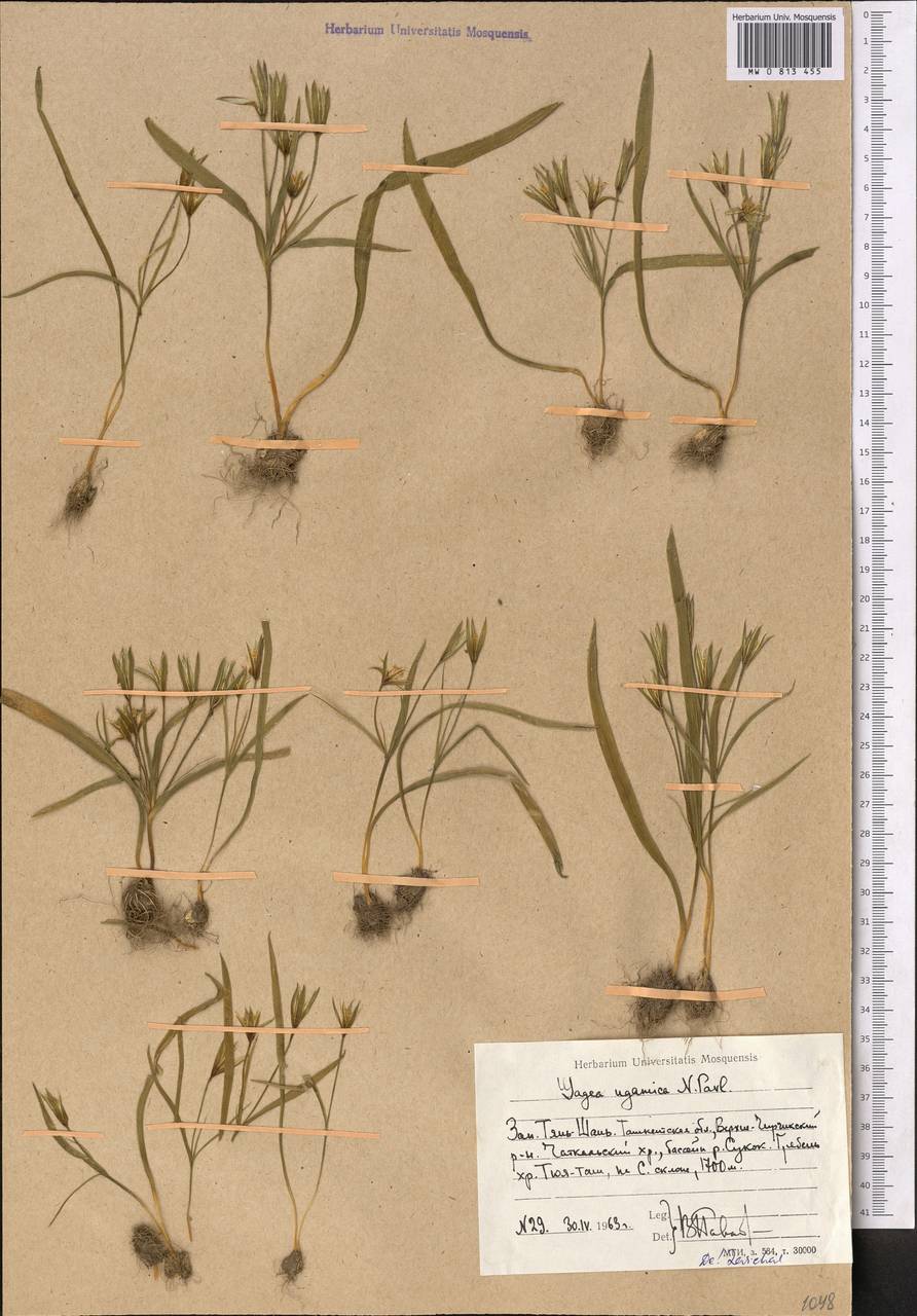 Gagea ugamica Pavlov, Middle Asia, Western Tian Shan & Karatau (M3) (Uzbekistan)