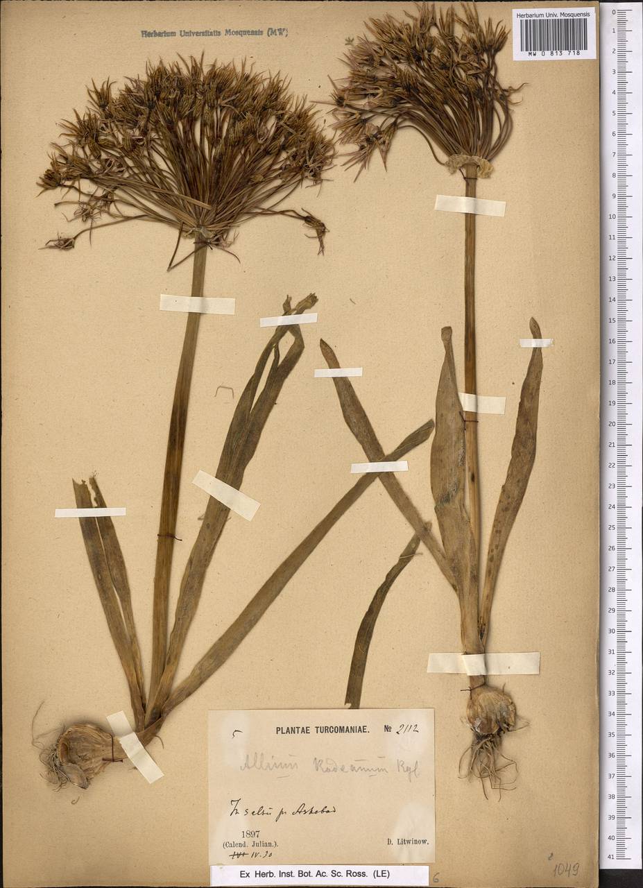 Allium cristophii subsp. cristophii, Middle Asia, Karakum (M6) (Turkmenistan)