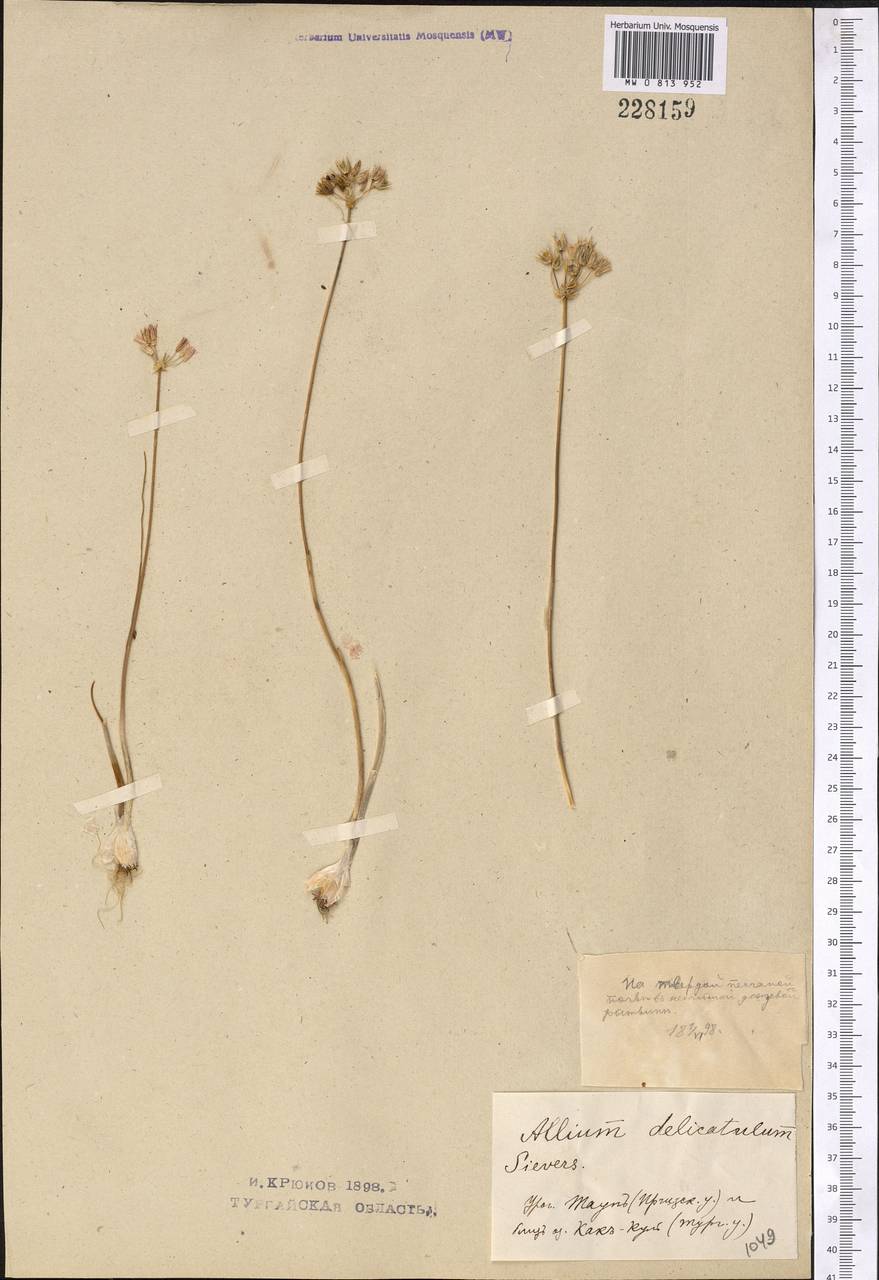 Allium delicatulum Siev. ex Schult. & Schult.f., Middle Asia, Northern & Central Kazakhstan (M10) (Kazakhstan)