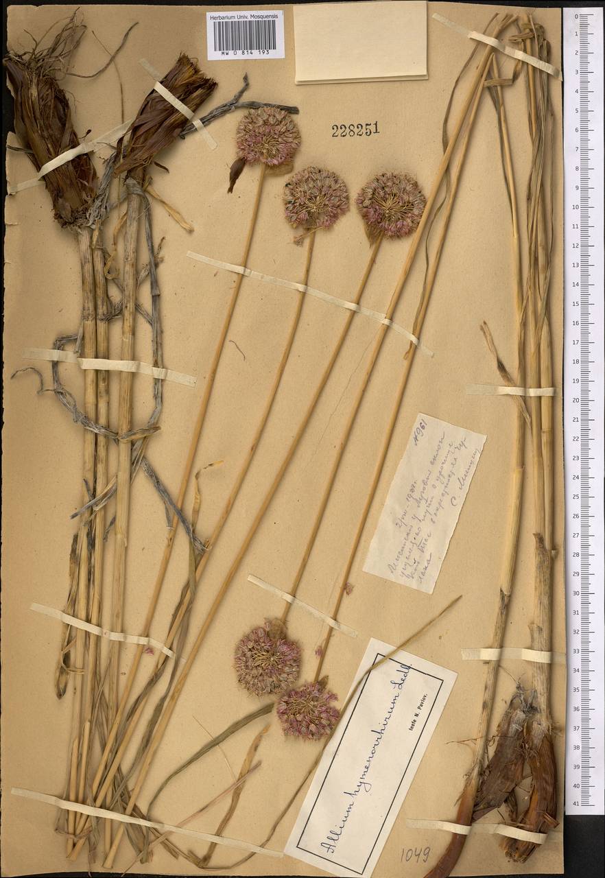 Allium hymenorhizum Ledeb., Middle Asia, Dzungarian Alatau & Tarbagatai (M5) (Kazakhstan)