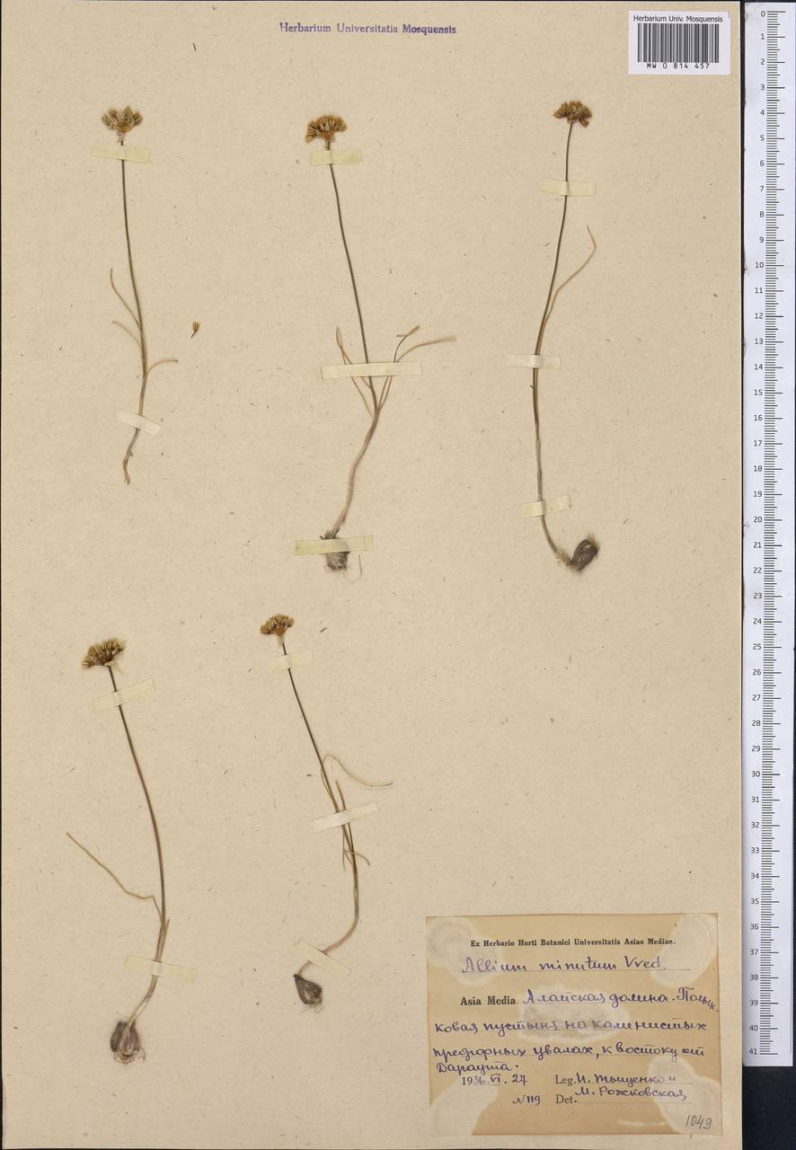 Allium minutum Vved., Middle Asia, Pamir & Pamiro-Alai (M2) (Kyrgyzstan)