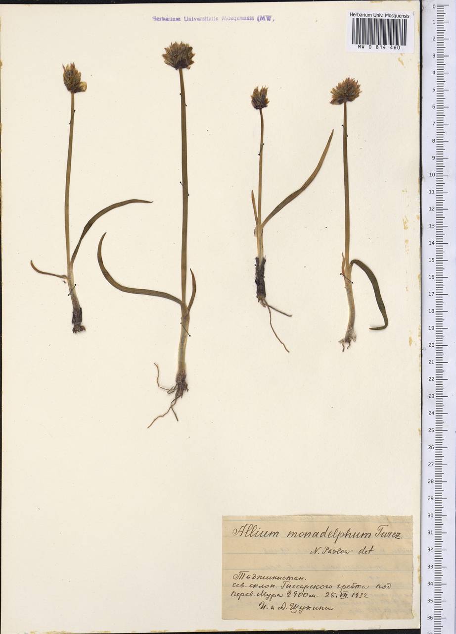 Allium atrosanguineum var. atrosanguineum, Middle Asia, Pamir & Pamiro-Alai (M2) (Tajikistan)