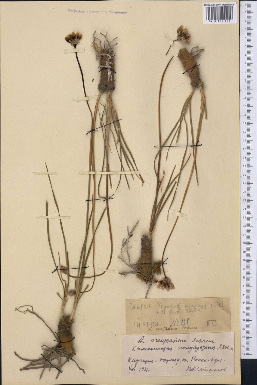 Allium oreoprasum Schrenk, Middle Asia, Northern & Central Tian Shan (M4) (Kyrgyzstan)
