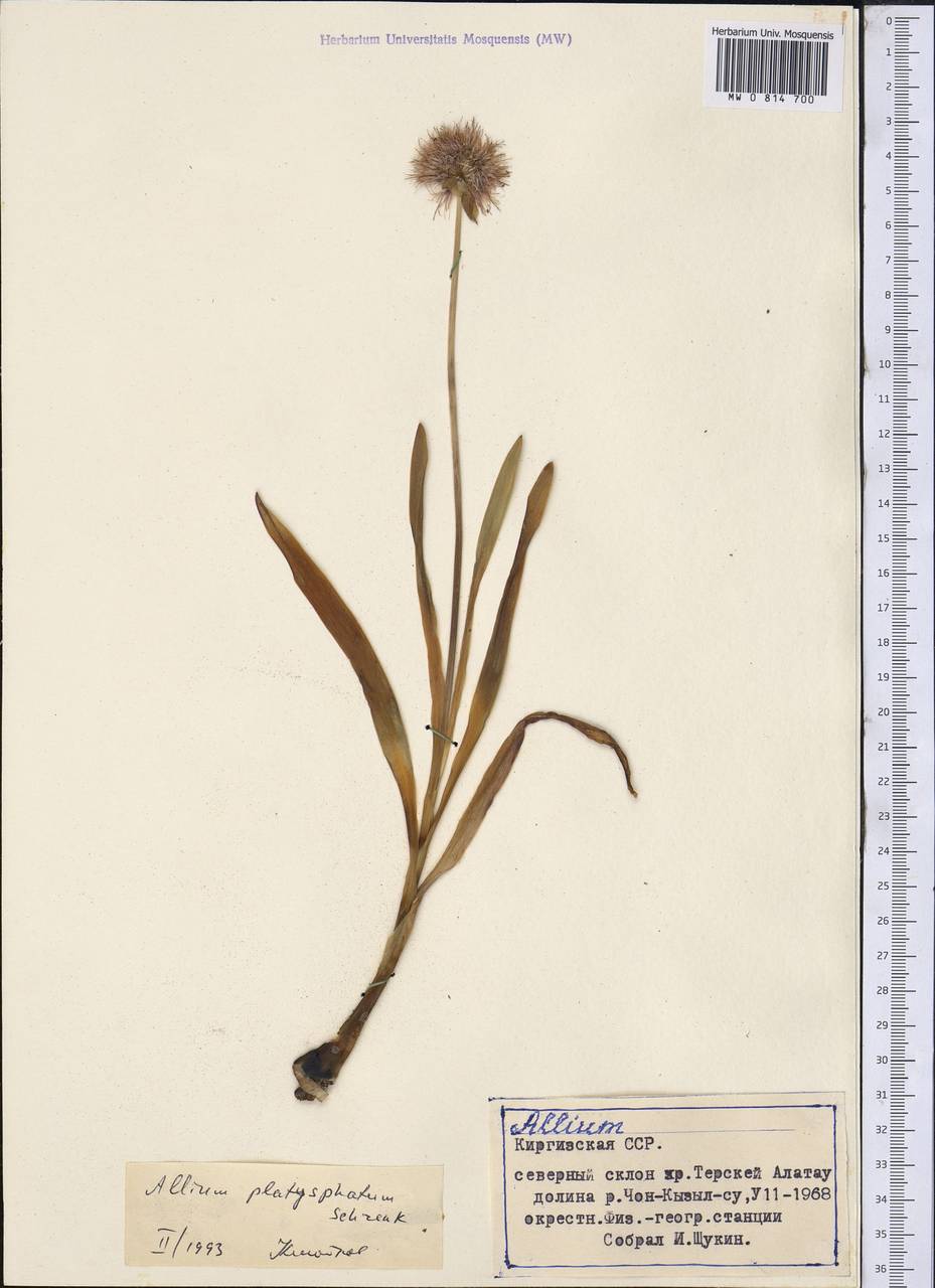 Allium platyspathum Schrenk ex Fisch. & C.A.Mey., Middle Asia, Northern & Central Tian Shan (M4) (Kyrgyzstan)