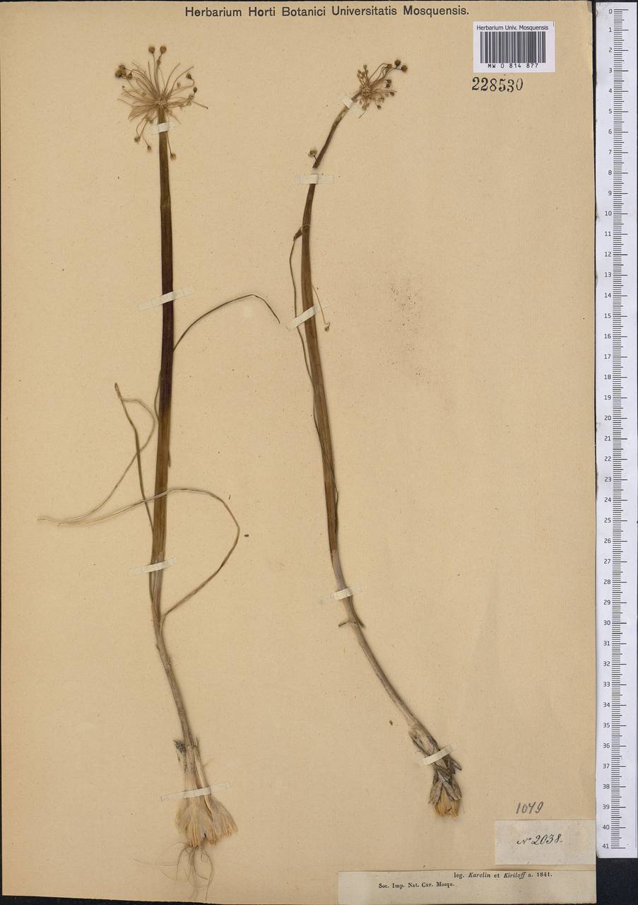 Allium sabulosum Steven ex Bunge, Middle Asia, Muyunkumy, Balkhash & Betpak-Dala (M9) (Kazakhstan)