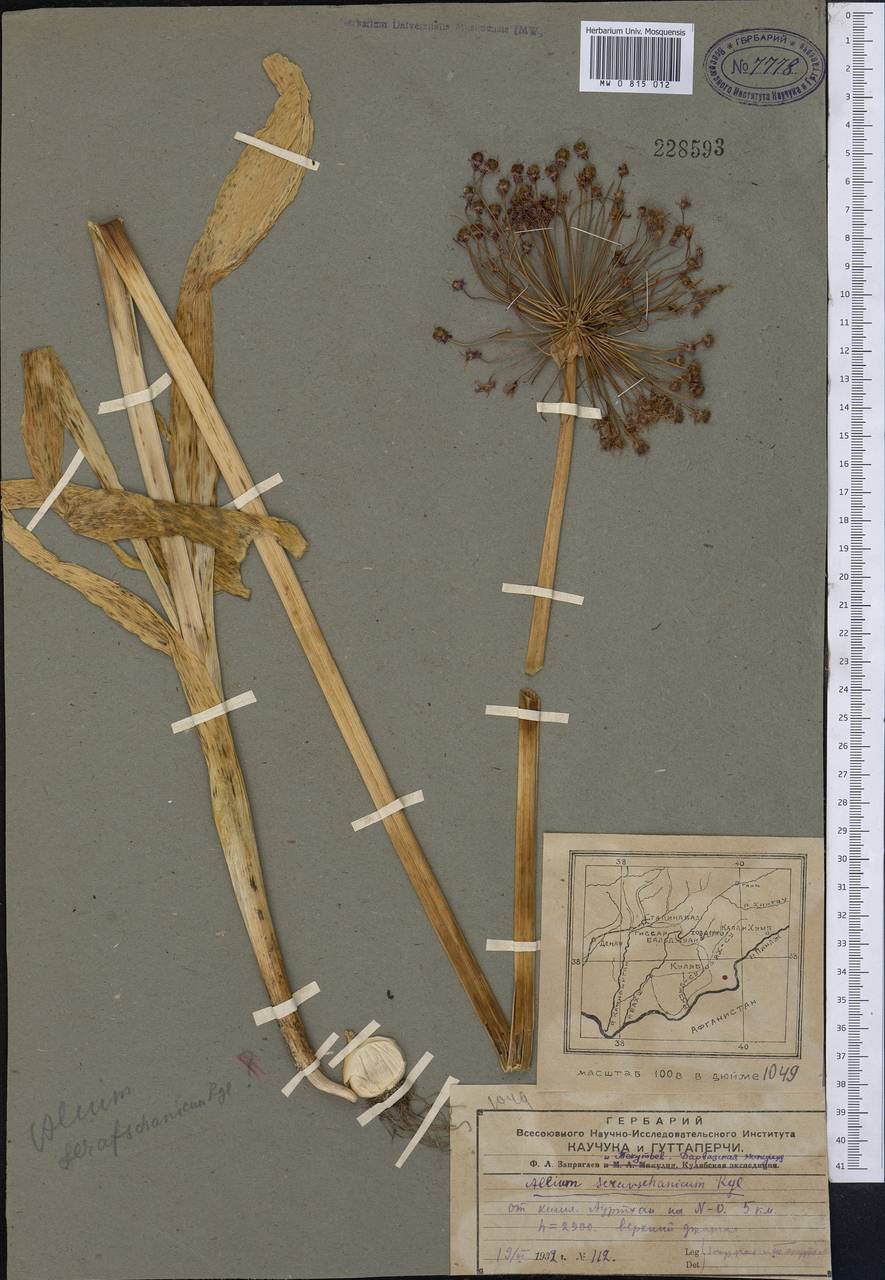 Allium sarawschanicum Regel, Middle Asia, Pamir & Pamiro-Alai (M2) (Tajikistan)