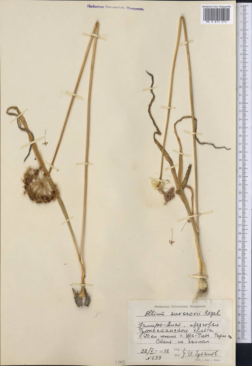 Allium suworowii Regel, Middle Asia, Pamir & Pamiro-Alai (M2) (Tajikistan)