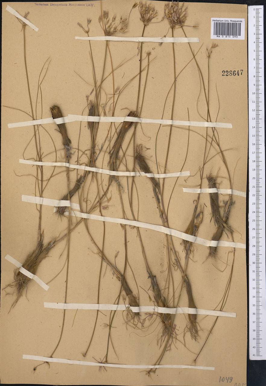 Allium teretifolium Regel, Middle Asia, Northern & Central Tian Shan (M4) (Not classified)