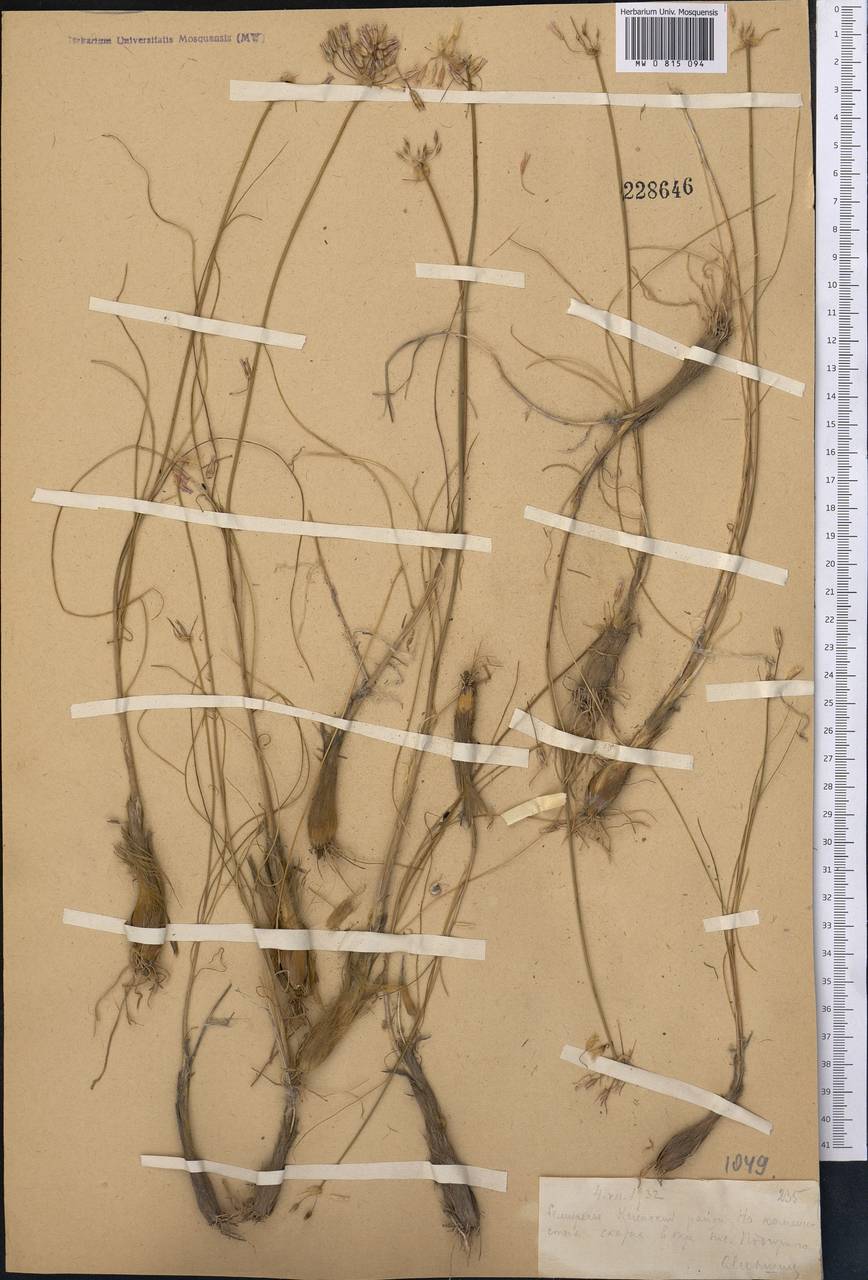 Allium teretifolium Regel, Middle Asia, Northern & Central Tian Shan (M4) (Kazakhstan)