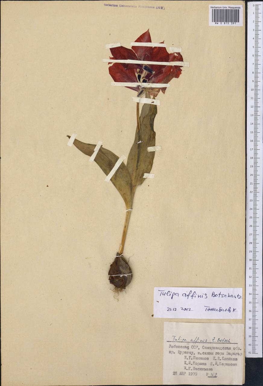 Tulipa fosteriana W.Irving, Middle Asia, Pamir & Pamiro-Alai (M2) (Uzbekistan)